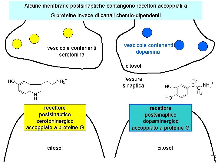 Alcune membrane postsinaptiche contangono recettori accoppiati a G proteine invece di canali chemio-dipendenti vescicole