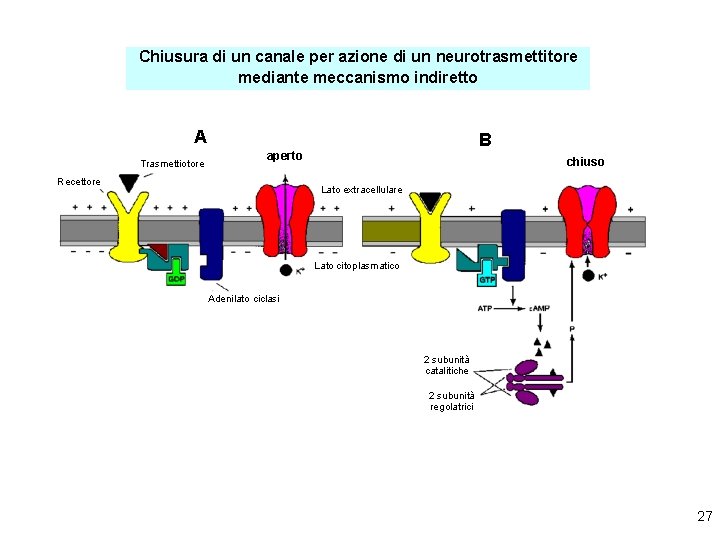 Chiusura di un canale per azione di un neurotrasmettitore mediante meccanismo indiretto A Trasmettiotore