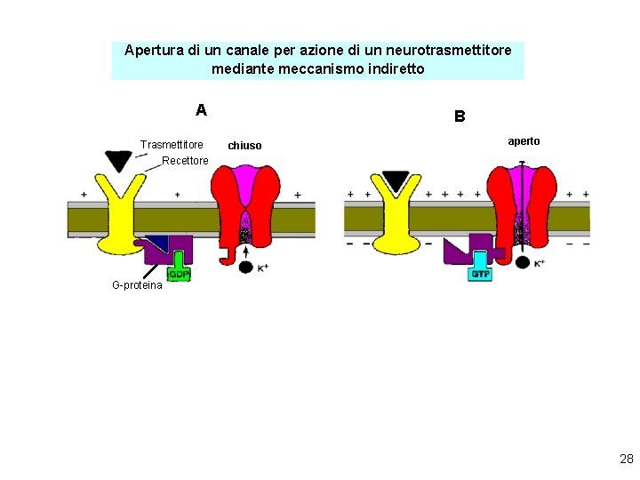 Apertura di un canale per azione di un neurotrasmettitore mediante meccanismo indiretto A Trasmettitore