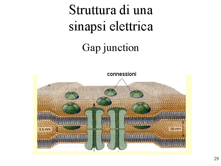 Struttura di una sinapsi elettrica Gap junction connessioni 29 