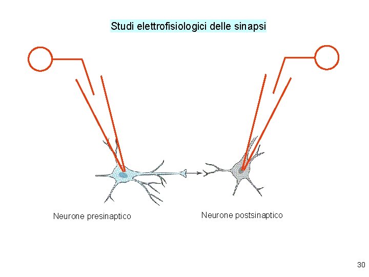 Studi elettrofisiologici delle sinapsi Neurone presinaptico Neurone postsinaptico 30 