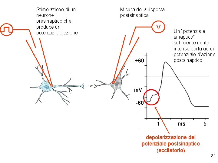 Stimolazione di un neurone presinaptico che produce un potenziale d’azione Misura della risposta postsinaptica