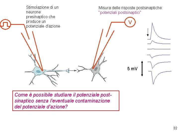 Stimolazione di un neurone presinaptico che produce un potenziale d’azione Misura delle risposte postsinaptiche