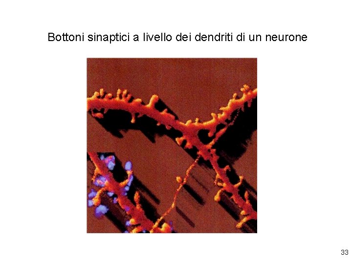 Bottoni sinaptici a livello dei dendriti di un neurone 33 