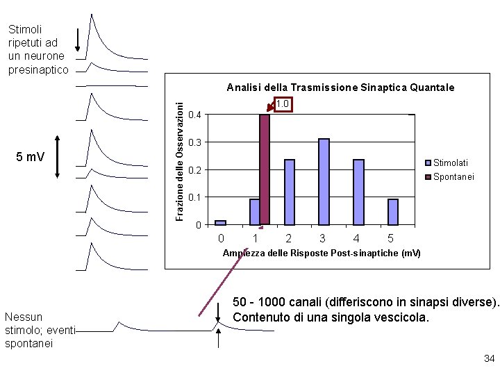 Stimoli ripetuti ad un neurone presinaptico 5 m. V Frazione delle Osservazioni Analisi della