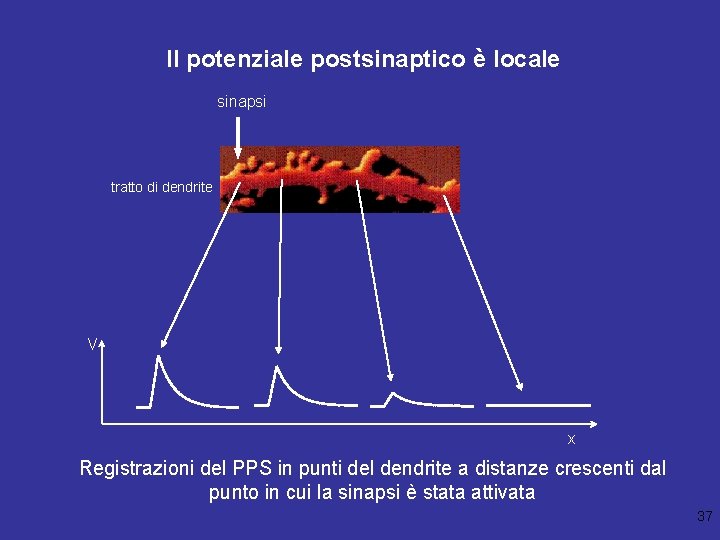 Il potenziale postsinaptico è locale sinapsi tratto di dendrite V x Registrazioni del PPS