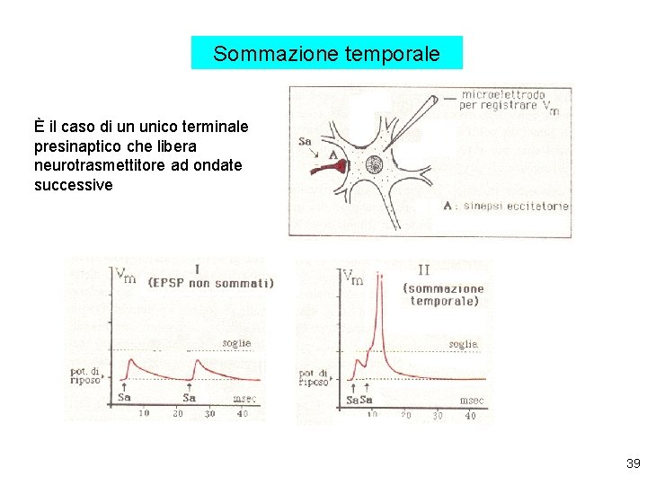 Sommazione temporale È il caso di un unico terminale presinaptico che libera neurotrasmettitore ad