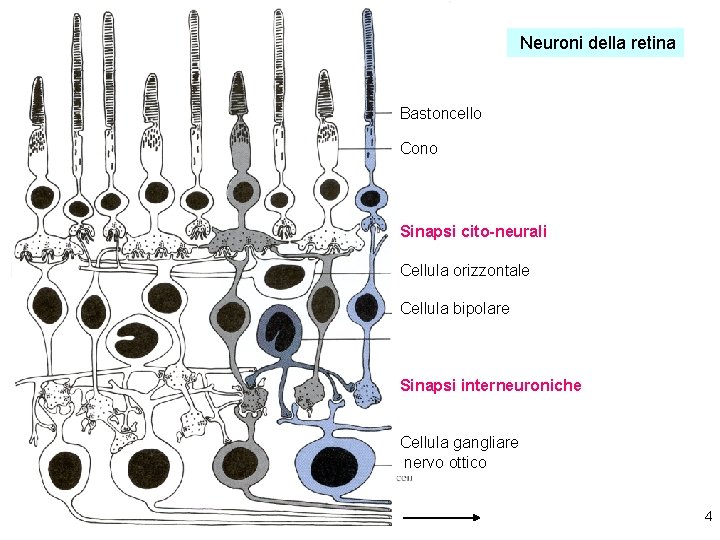 Neuroni della retina Bastoncello Cono Sinapsi cito-neurali Cellula orizzontale Cellula bipolare Sinapsi interneuroniche Cellula