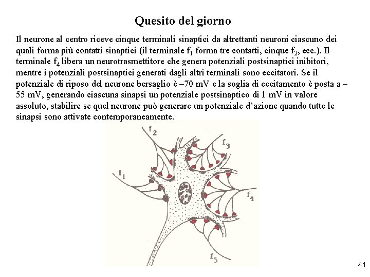 Quesito del giorno Il neurone al centro riceve cinque terminali sinaptici da altrettanti neuroni