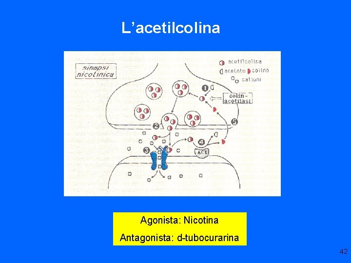 L’acetilcolina Agonista: Nicotina Antagonista: d-tubocurarina 42 