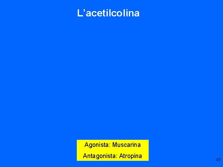 L’acetilcolina Agonista: Muscarina Antagonista: Atropina 45 