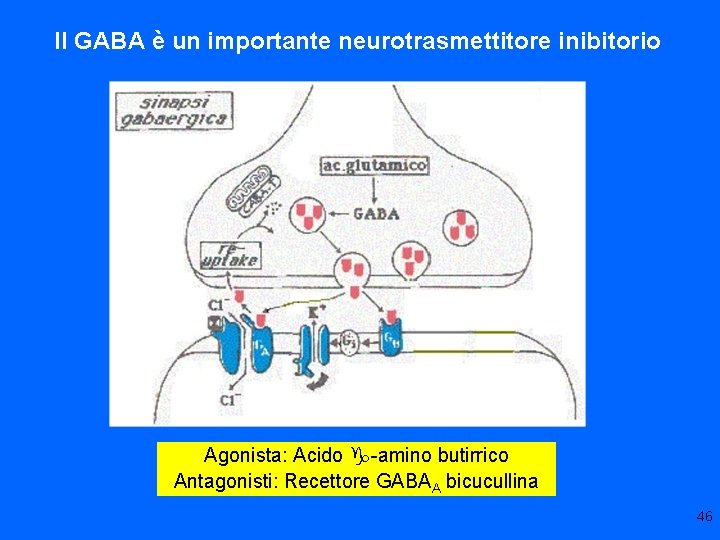 Il GABA è un importante neurotrasmettitore inibitorio Agonista: Acido g-amino butirrico Antagonisti: Recettore GABAA