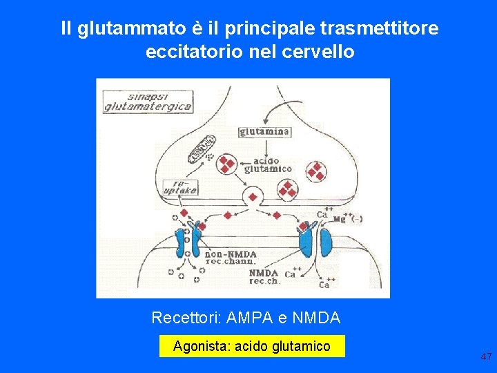 Il glutammato è il principale trasmettitore eccitatorio nel cervello Recettori: AMPA e NMDA Agonista: