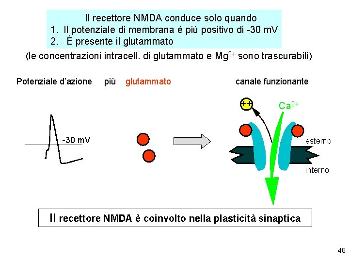 Il recettore NMDA conduce solo quando 1. Il potenziale di membrana è più positivo