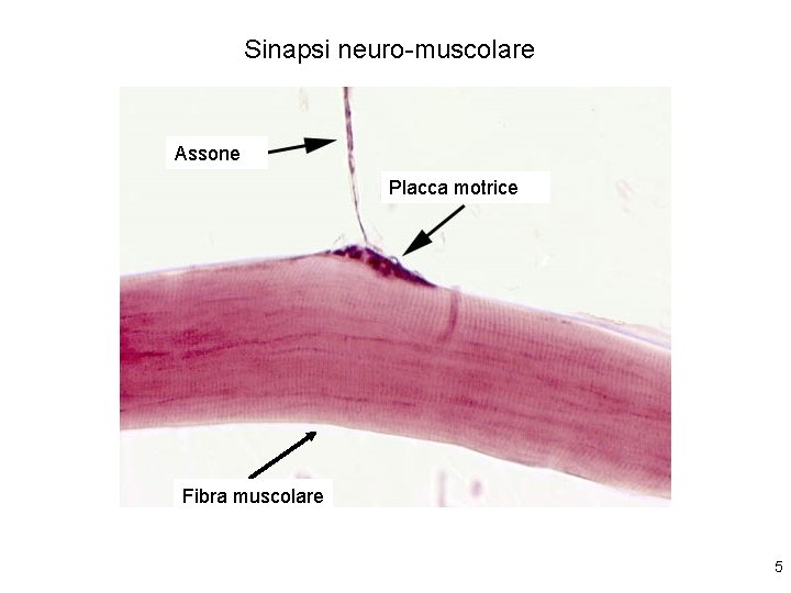 Sinapsi neuro-muscolare Assone Placca motrice Fibra muscolare 5 