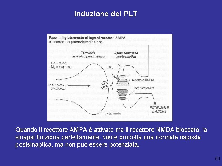 Induzione del PLT Quando il recettore AMPA è attivato ma il recettore NMDA bloccato,