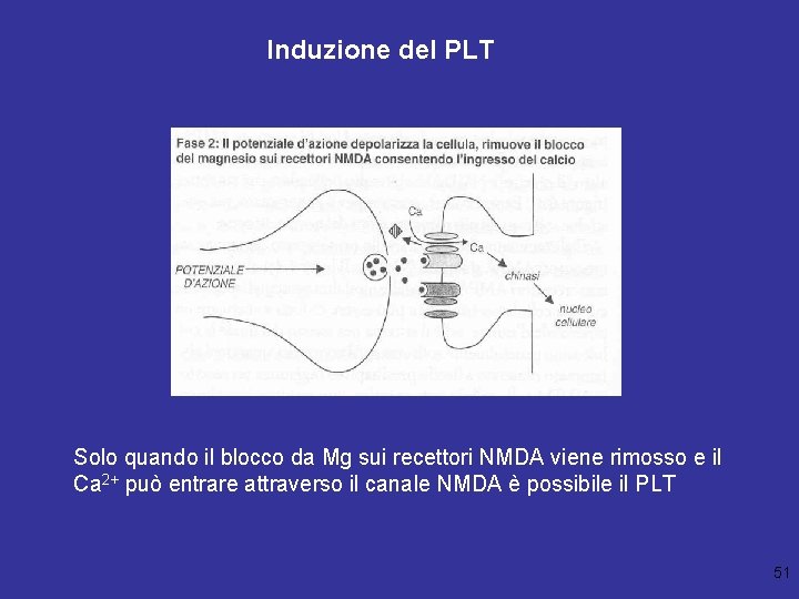 Induzione del PLT Solo quando il blocco da Mg sui recettori NMDA viene rimosso