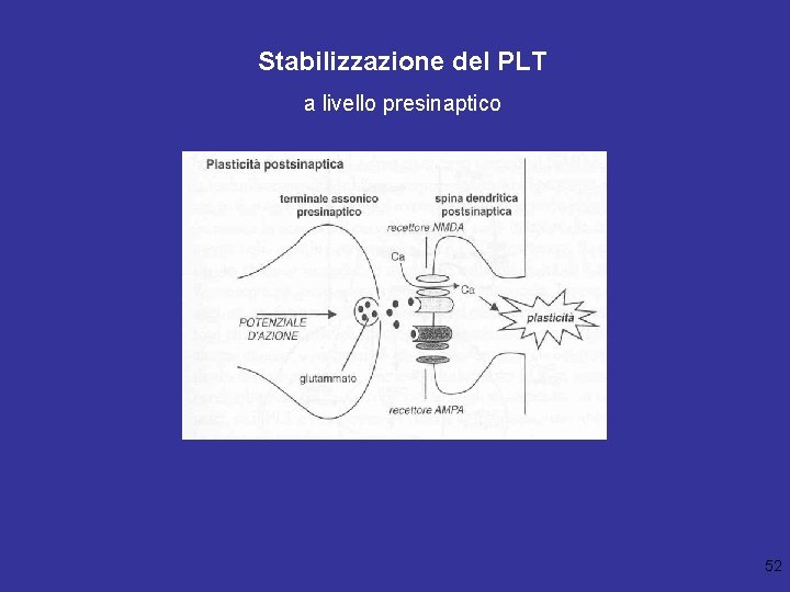 Stabilizzazione del PLT a livello presinaptico 52 