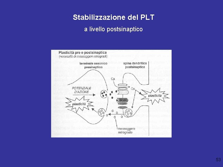 Stabilizzazione del PLT a livello postsinaptico 53 