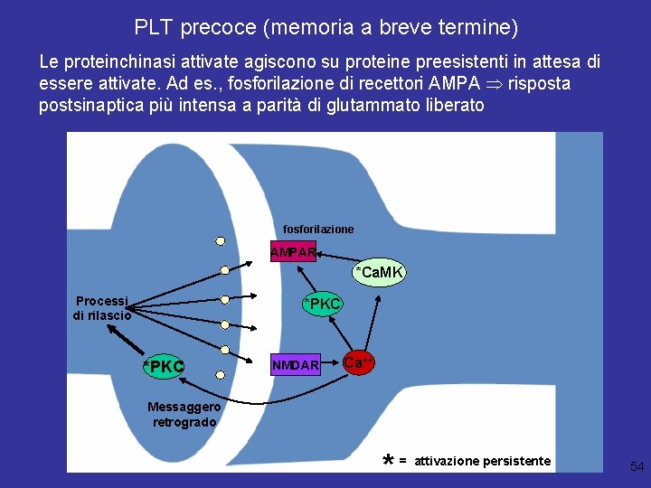 PLT precoce (memoria a breve termine) Le proteinchinasi attivate agiscono su proteine preesistenti in