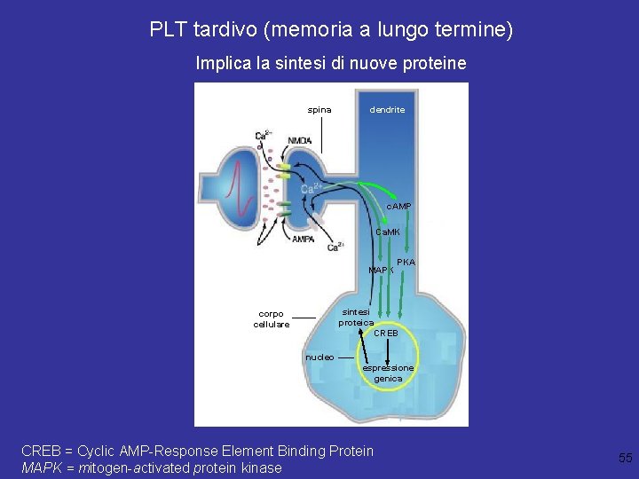PLT tardivo (memoria a lungo termine) Implica la sintesi di nuove proteine spina dendrite