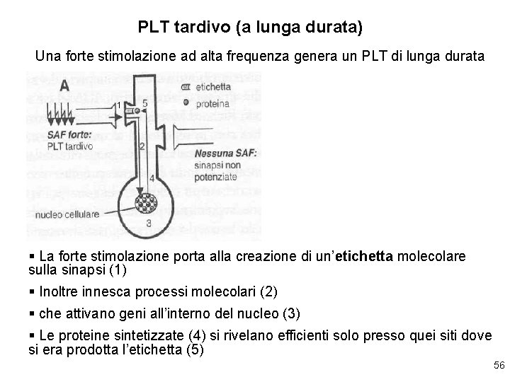 PLT tardivo (a lunga durata) Una forte stimolazione ad alta frequenza genera un PLT