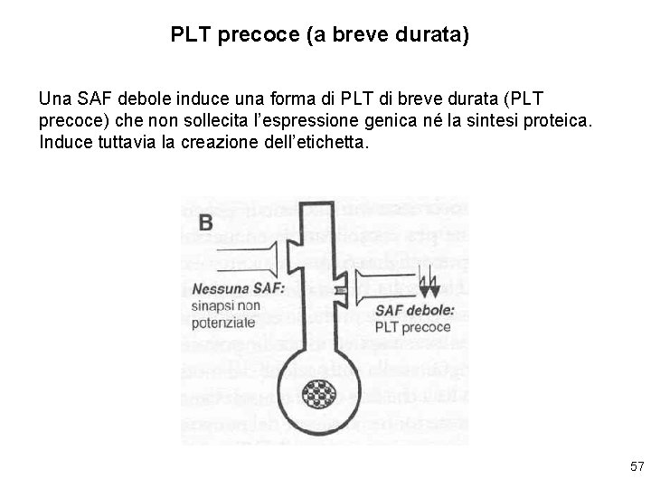 PLT precoce (a breve durata) Una SAF debole induce una forma di PLT di