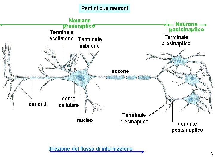 Parti di due neuroni Neurone presinaptico Terminale eccitatorio Terminale inibitorio Neurone postsinaptico Terminale presinaptico