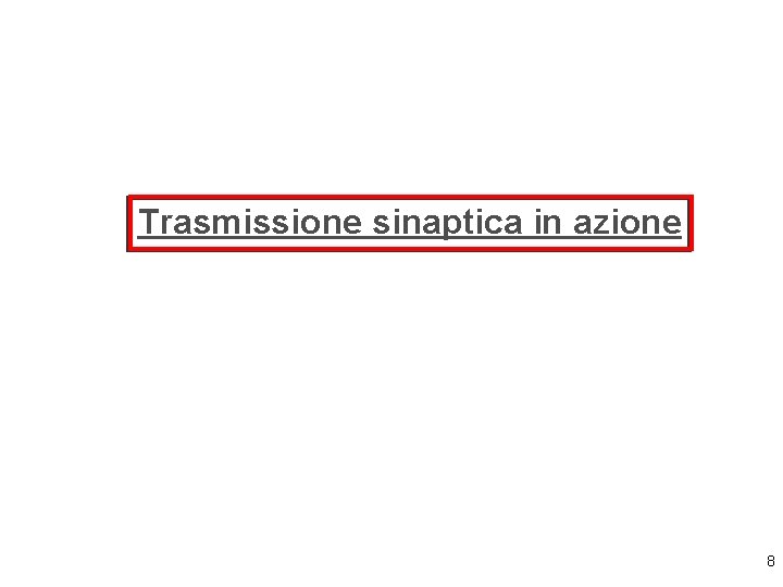 Trasmissione sinaptica in azione 8 