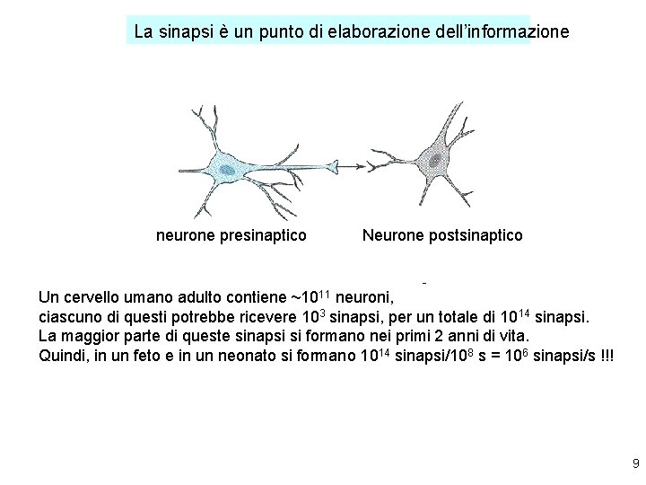 La sinapsi è un punto di elaborazione dell’informazione neurone presinaptico ~1011 Neurone postsinaptico -