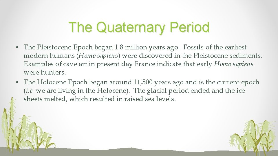 The Quaternary Period • The Pleistocene Epoch began 1. 8 million years ago. Fossils