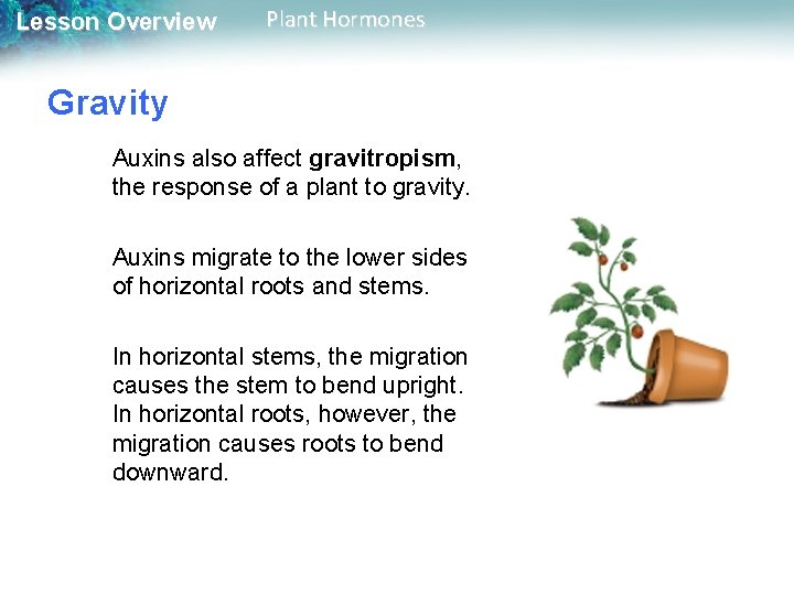 Lesson Overview Plant Hormones Gravity Auxins also affect gravitropism, the response of a plant