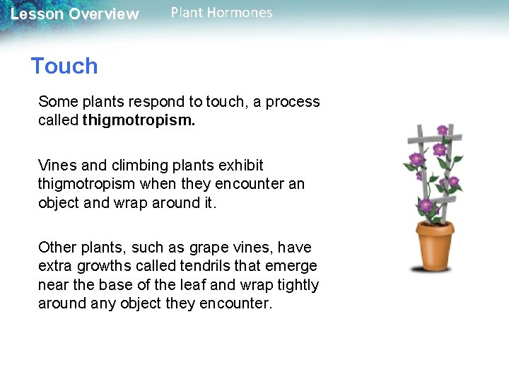 Lesson Overview Plant Hormones Touch Some plants respond to touch, a process called thigmotropism.