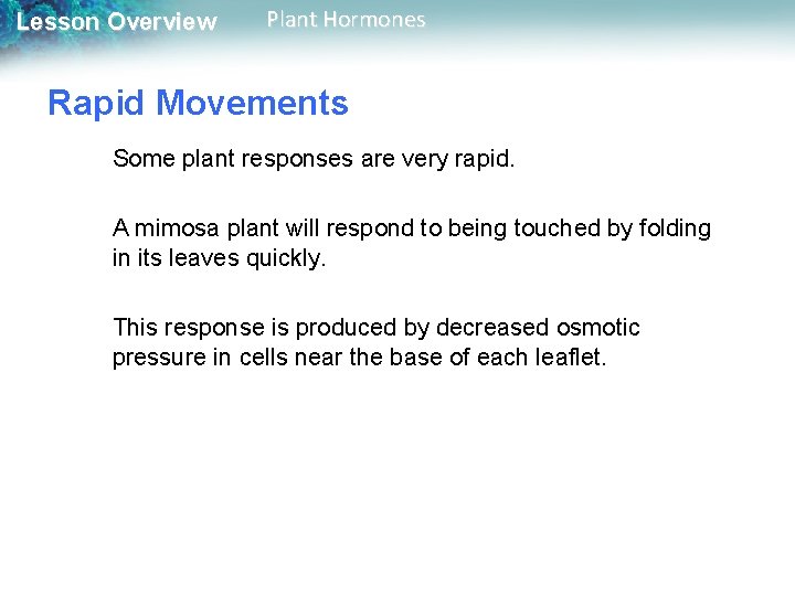 Lesson Overview Plant Hormones Rapid Movements Some plant responses are very rapid. A mimosa