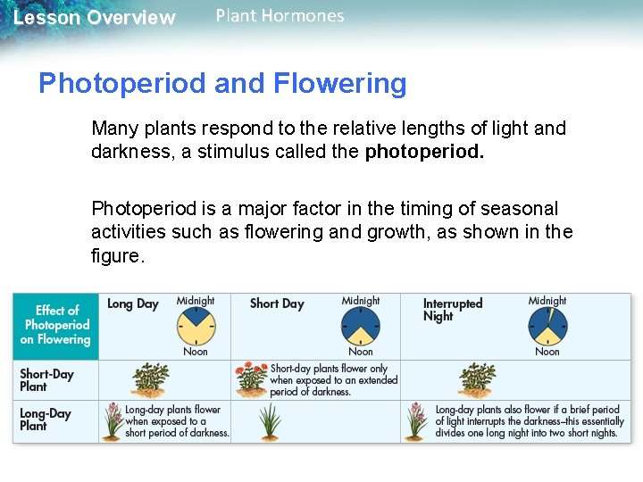 Lesson Overview Plant Hormones Photoperiod and Flowering Many plants respond to the relative lengths