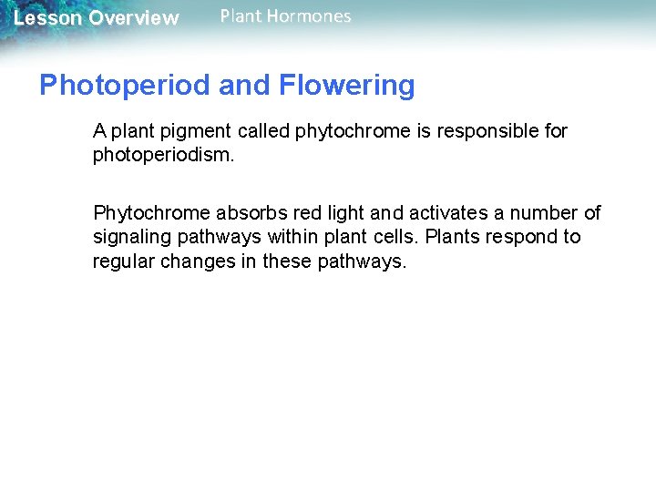 Lesson Overview Plant Hormones Photoperiod and Flowering A plant pigment called phytochrome is responsible