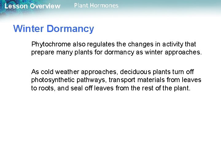 Lesson Overview Plant Hormones Winter Dormancy Phytochrome also regulates the changes in activity that