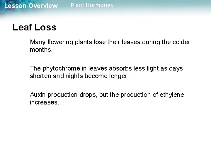 Lesson Overview Plant Hormones Leaf Loss Many flowering plants lose their leaves during the