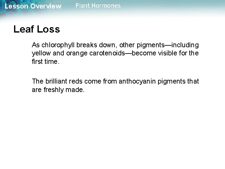 Lesson Overview Plant Hormones Leaf Loss As chlorophyll breaks down, other pigments—including yellow and