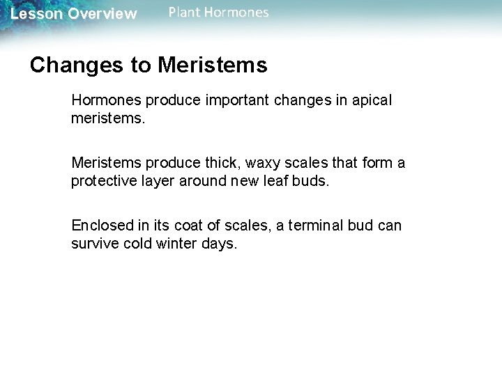 Lesson Overview Plant Hormones Changes to Meristems Hormones produce important changes in apical meristems.