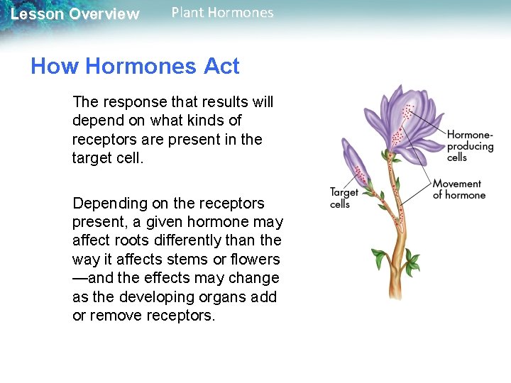 Lesson Overview Plant Hormones How Hormones Act The response that results will depend on