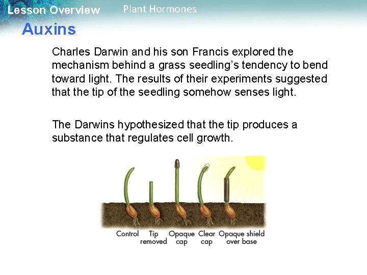 Lesson Overview Plant Hormones Auxins Charles Darwin and his son Francis explored the mechanism