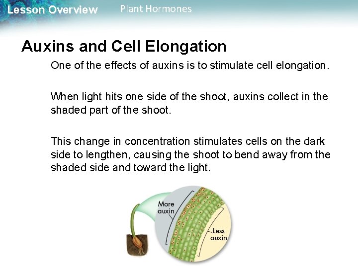 Lesson Overview Plant Hormones Auxins and Cell Elongation One of the effects of auxins