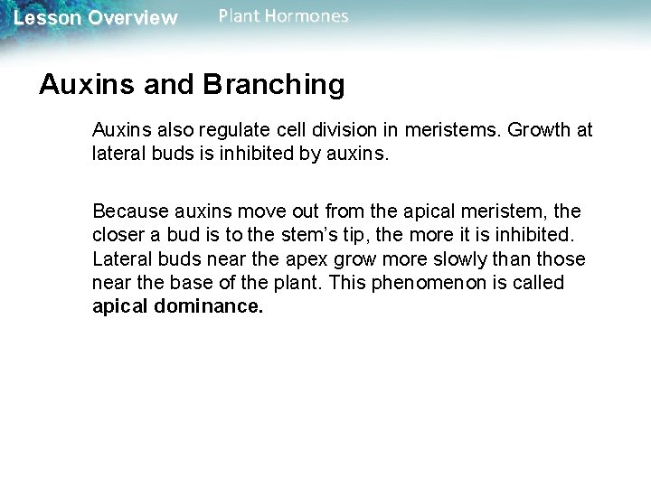 Lesson Overview Plant Hormones Auxins and Branching Auxins also regulate cell division in meristems.