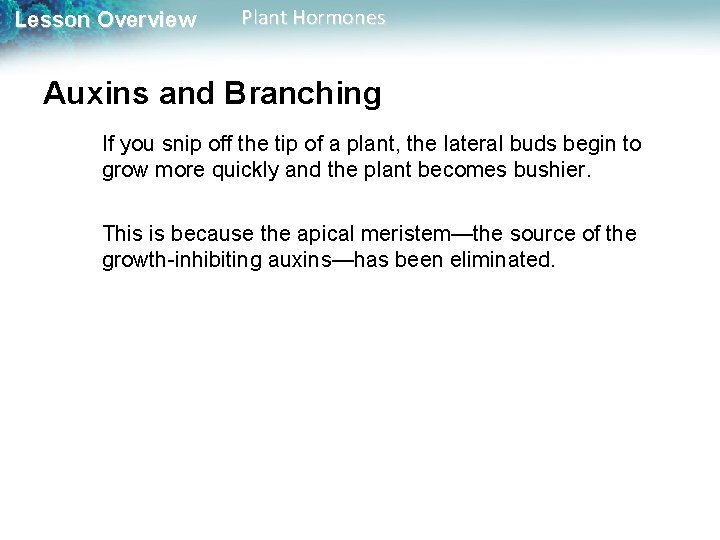 Lesson Overview Plant Hormones Auxins and Branching If you snip off the tip of