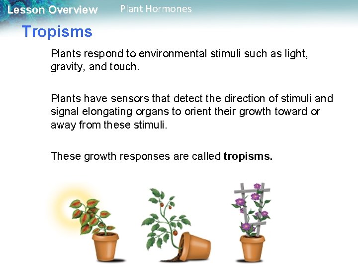 Lesson Overview Plant Hormones Tropisms Plants respond to environmental stimuli such as light, gravity,