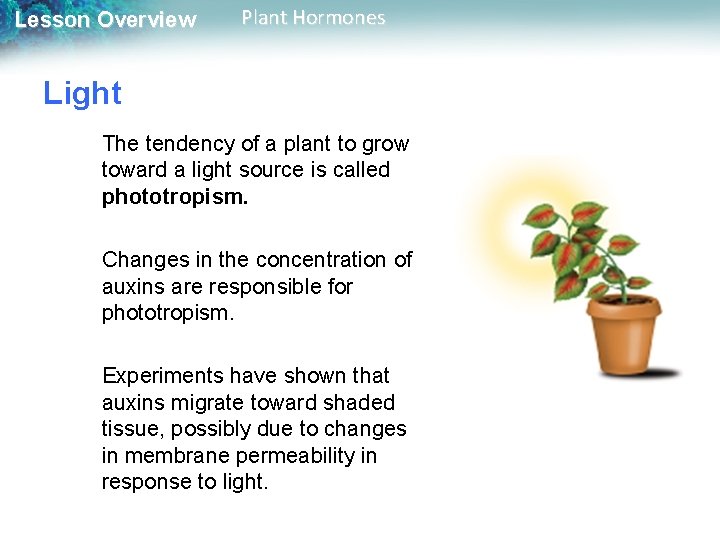 Lesson Overview Plant Hormones Light The tendency of a plant to grow toward a