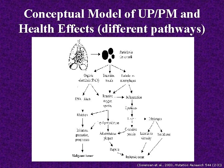 Conceptual Model of UP/PM and Health Effects (different pathways) (Sorensen et al. , 2003,