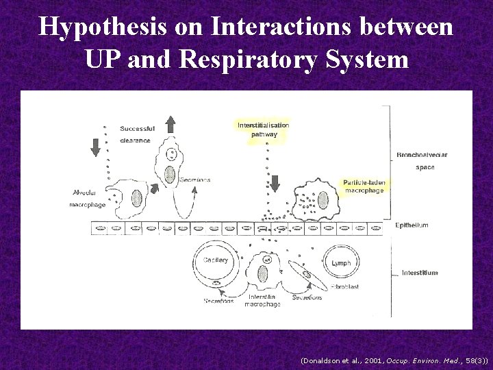 Hypothesis on Interactions between UP and Respiratory System (Donaldson et al. , 2001, Occup.