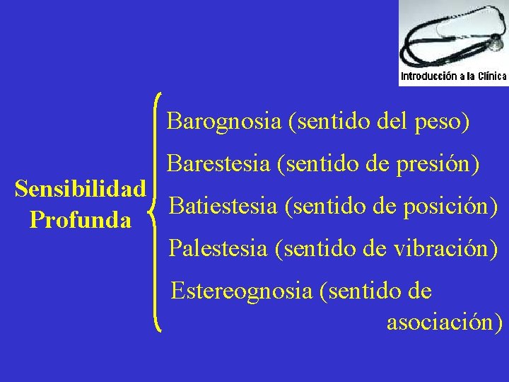 Barognosia (sentido del peso) Barestesia (sentido de presión) Sensibilidad Batiestesia (sentido de posición) Profunda